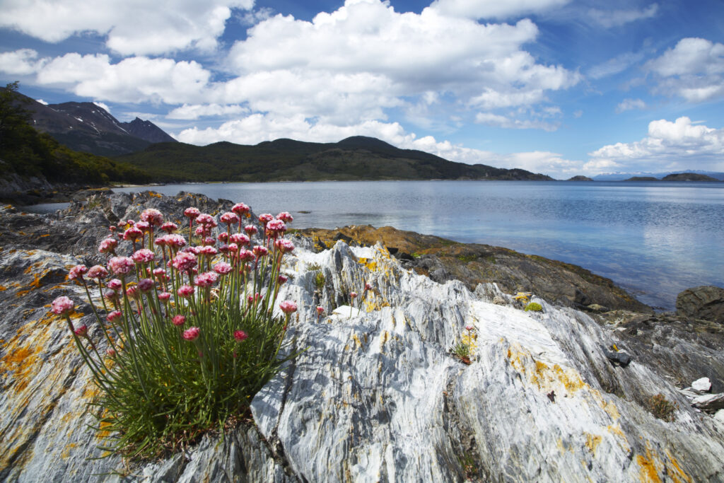 Argentina, Tierra Del Fuego, Tierra Del Fuego National Park. Thrift growing on the rocky shoreline of Ensenada Bay.