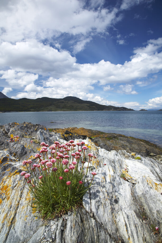 Argentina, Tierra Del Fuego, Tierra Del Fuego National Park. Thrift growing on the rocky shoreline of Ensenada Bay.