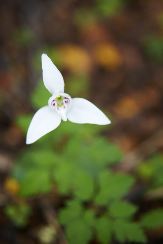 Argentina, Tierra Del Fuego, Tierra Del Fuego National Park. Dog Orchid growing in woodland near Ensenada Bay.