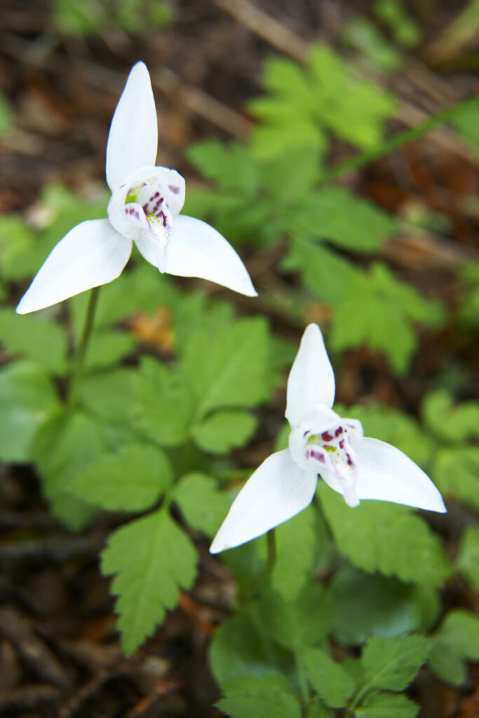 Argentina, Tierra Del Fuego, Tierra Del Fuego National Park. Dog Orchid growing in woodland near Ensenada Bay.