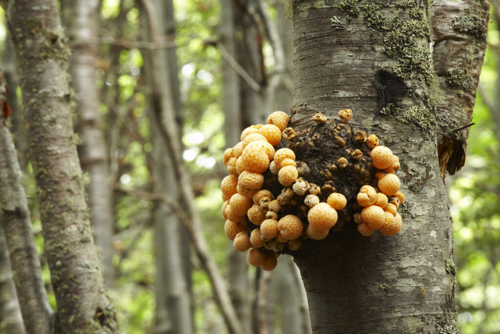 Argentina, Tierra Del Fuego, Tierra Del Fuego National Park. Indian Bread fungus (Cyttaria sp) growing on woodland near Ensenada Bay.