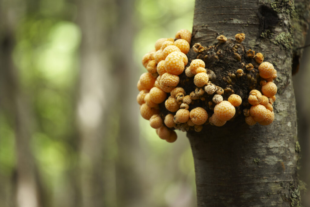 Argentina, Tierra Del Fuego, Tierra Del Fuego National Park. Indian Bread fungus (Cyttaria sp) growing on woodland near Ensenada Bay.