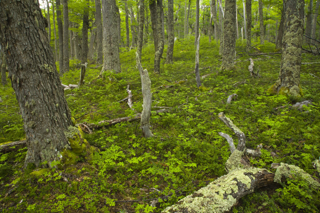 Chile, Southern Patagonia, Torres Del Paine National Park. Woodland near Lago Dickson on the Circuit Track.
