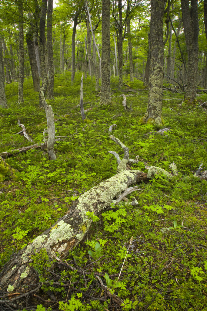 Chile, Southern Patagonia, Torres Del Paine National Park. Woodland near Lago Dickson on the Circuit Track.