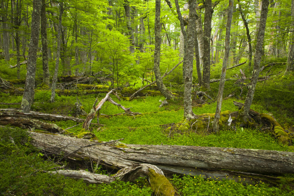 Chile, Southern Patagonia, Torres Del Paine National Park. Woodland near Lago Dickson on the Circuit Track.