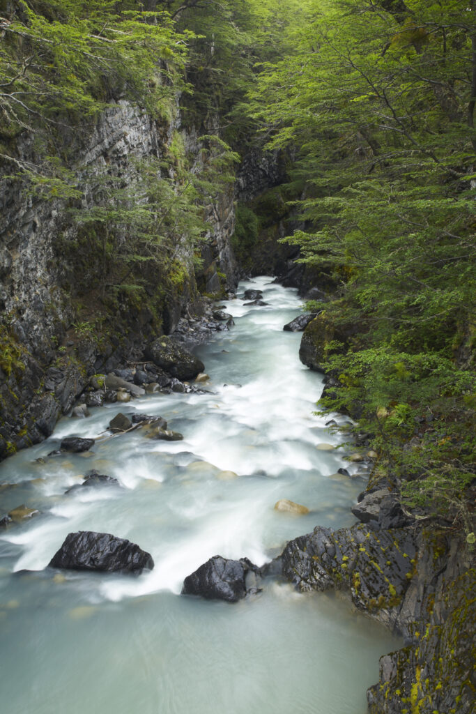 Chile, Southern Patagonia, Torres Del Paine National Park. Rapids on the Rio de los Perro running through a forested gorge on the 'Circuit' track.