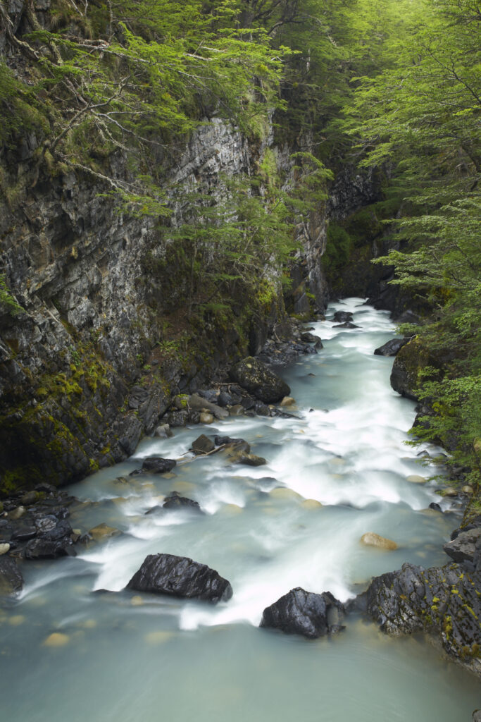 Chile, Southern Patagonia, Torres Del Paine National Park. Rapids on the Rio de los Perro running through a forested gorge on the 'Circuit' track.