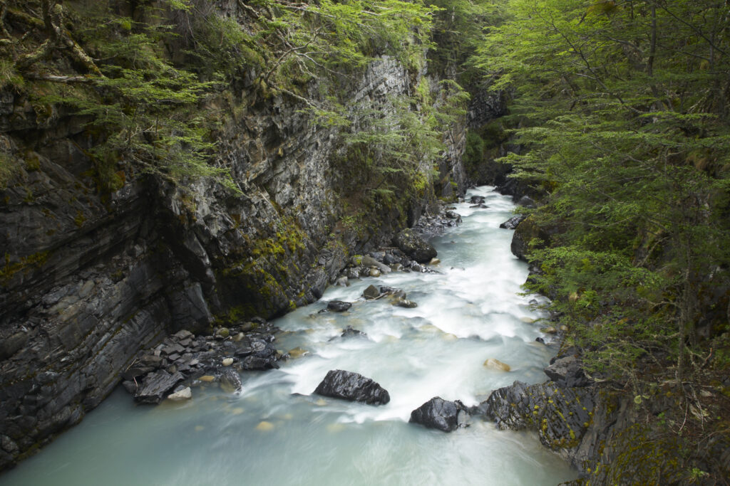 Chile, Southern Patagonia, Torres Del Paine National Park. Rapids on the Rio de los Perro running through a forested gorge on the 'Circuit' track.