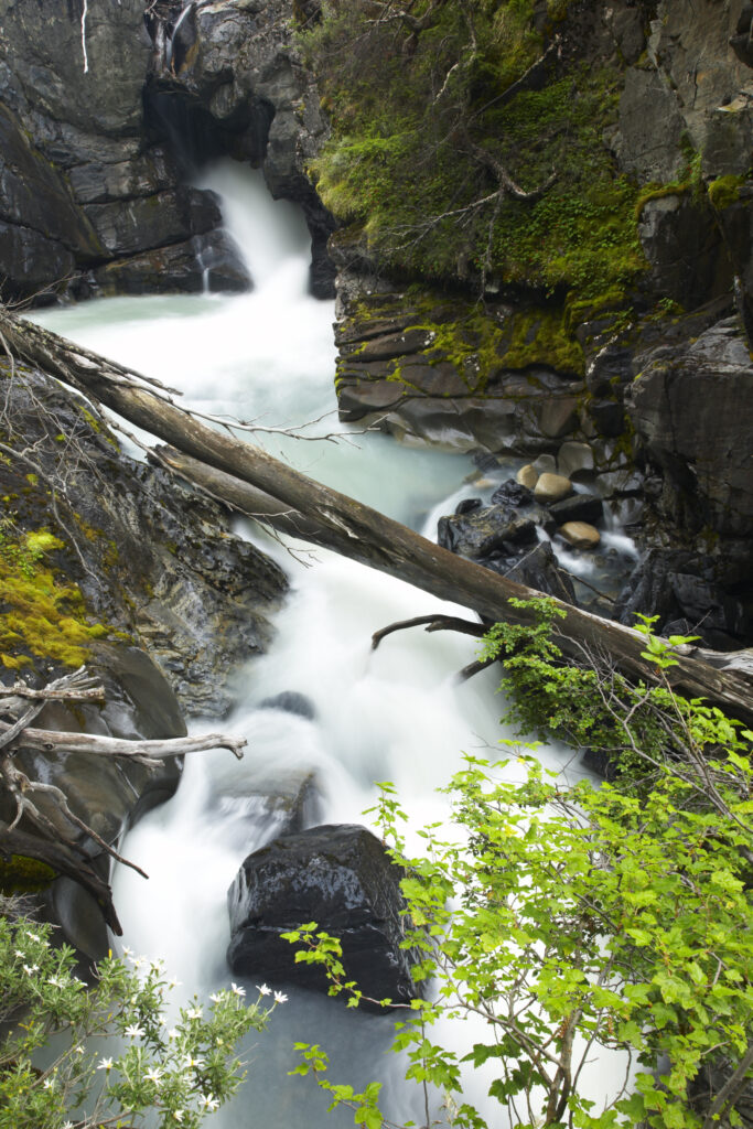 Chile, Southern Patagonia, Torres Del Paine National Park. Rapids on the Rio de los Perro running through a forested gorge on the 'Circuit' track.