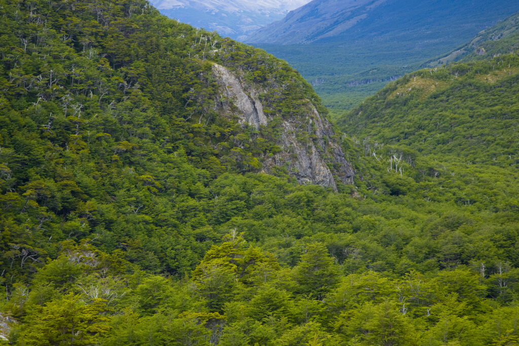 Chile, Southern Patagonia, Torres Del Paine National Park. Forest clad valley viewed from near the Perros Lake on the circuit track.