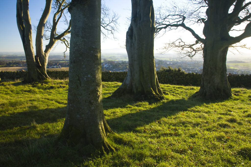 Scotland, Scottish Borders, Duns. A small group of trees located on a hill above the town of Duns, looking north towards England and the Cheviot hills.
