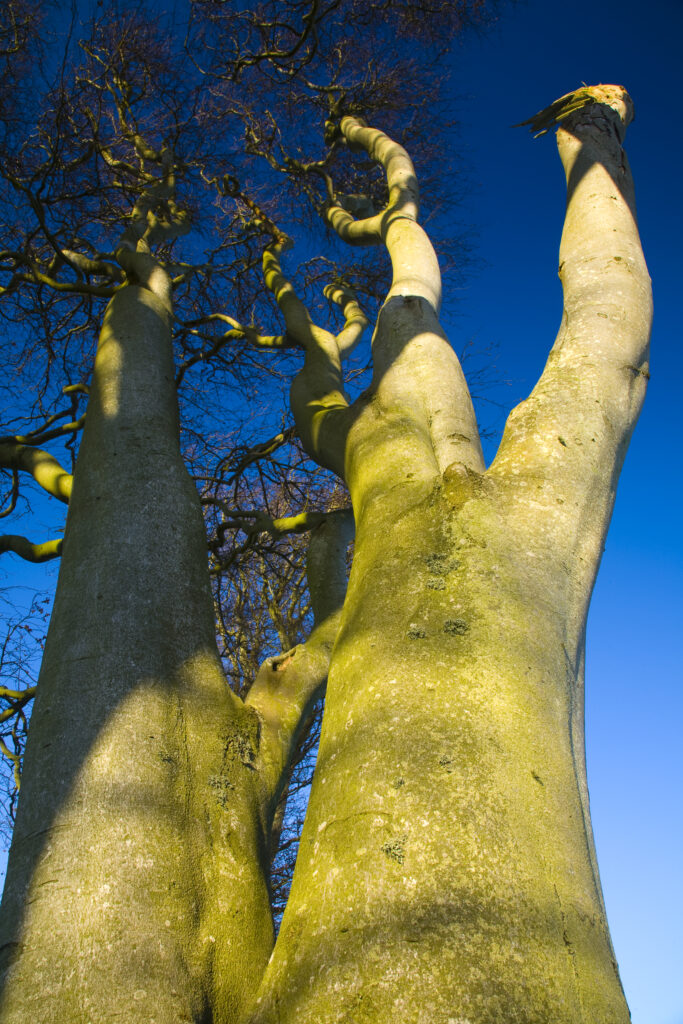 Scotland, Scottish Borders, Duns. A weathered tree stands proud near the town of Duns.