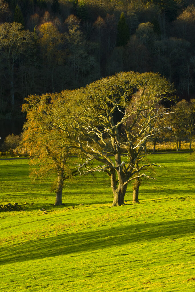 Scotland, Scottish Borders, Duns. A small pocket of woodland near to Duns Castle.