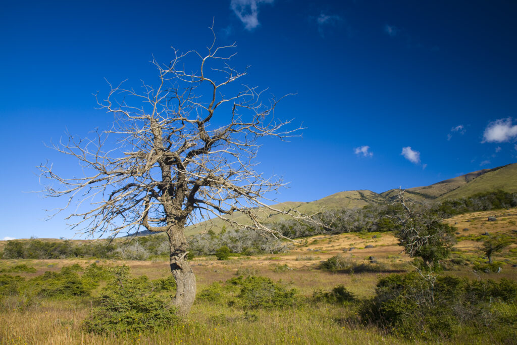 Argentina, Patagonia, Los Glaciares National Park. Tree and typical patagonian scenery in the Los Glaciares National Park.