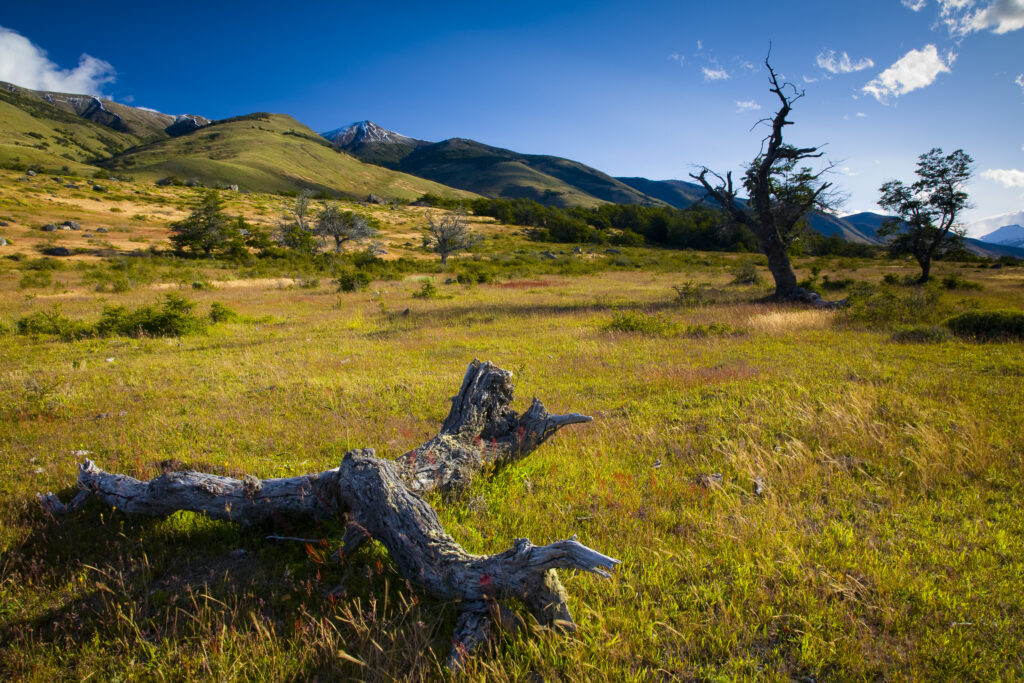 Argentina, Patagonia, Los Glaciares National Park. A decaying tree near the shoreline of Lake Roca.