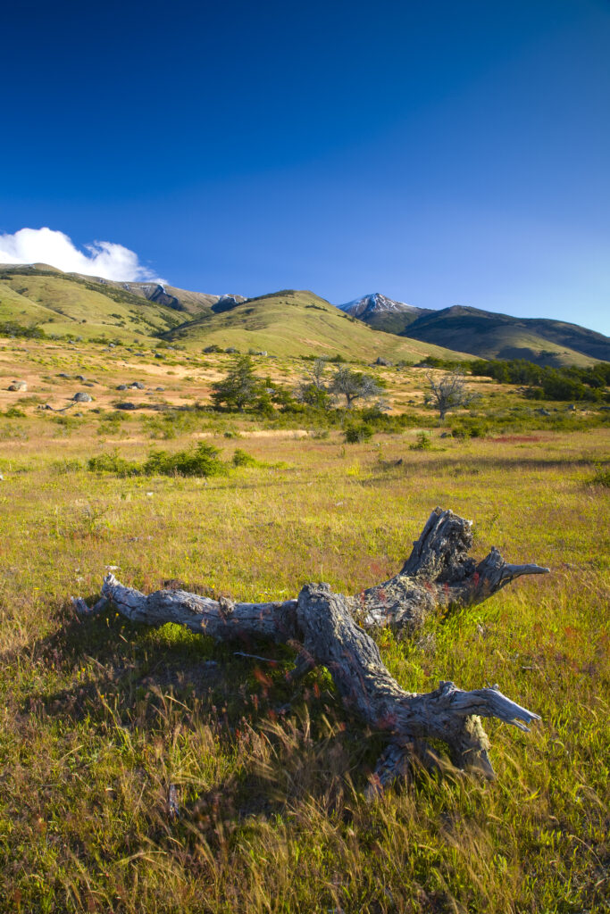 Argentina, Patagonia, Los Glaciares National Park. A decaying tree near the shoreline of Lake Roca.