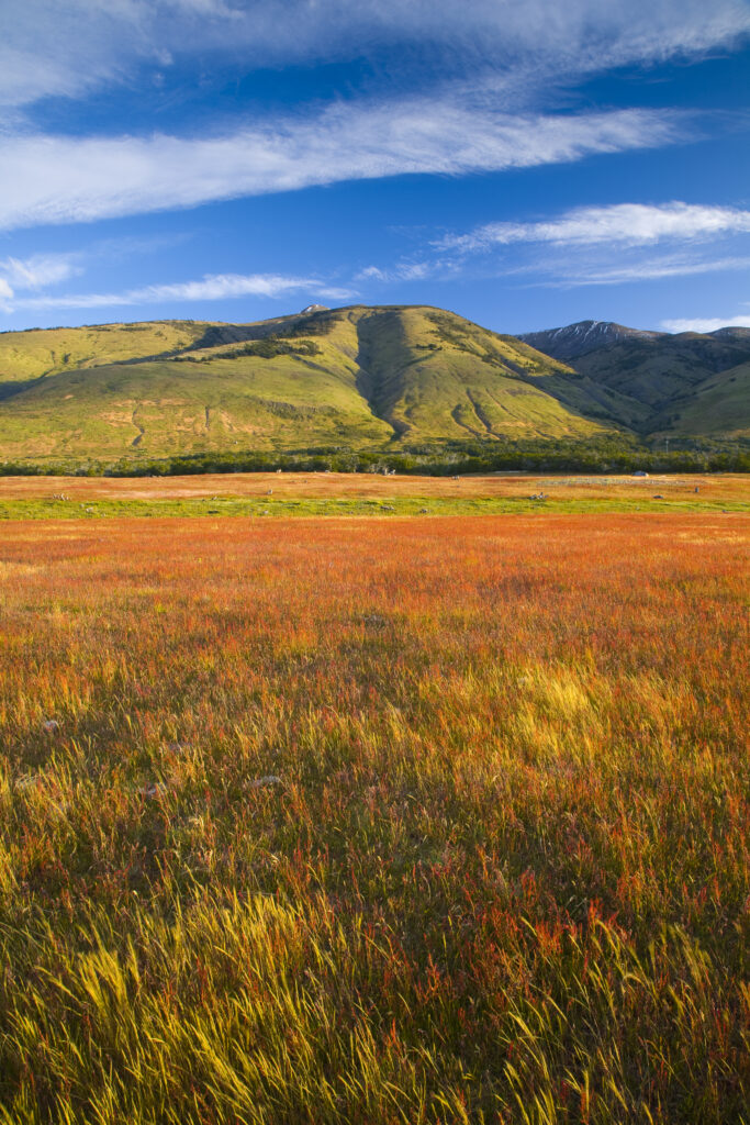 Argentina, Patagonia, Los Glaciares National Park. Wild flora near Lake Roca, situated amidst a mountain backdrop.
