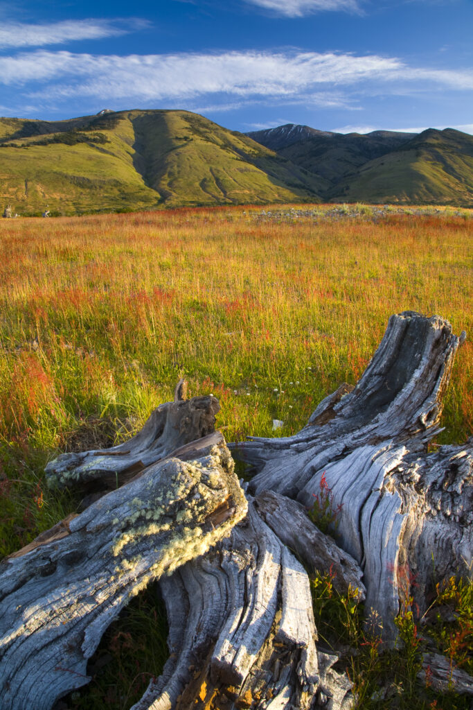 Argentina, Patagonia, Los Glaciares National Park. A decaying tree near the shoreline of Lake Roca.
