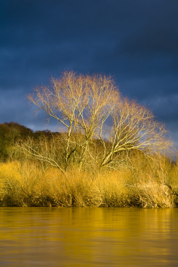 Scotland, Scottish Borders, Coldstream. Breaking light illuminates a tree and reeds on the banks of the River Tweed, against a backdrop of an indigo sky.