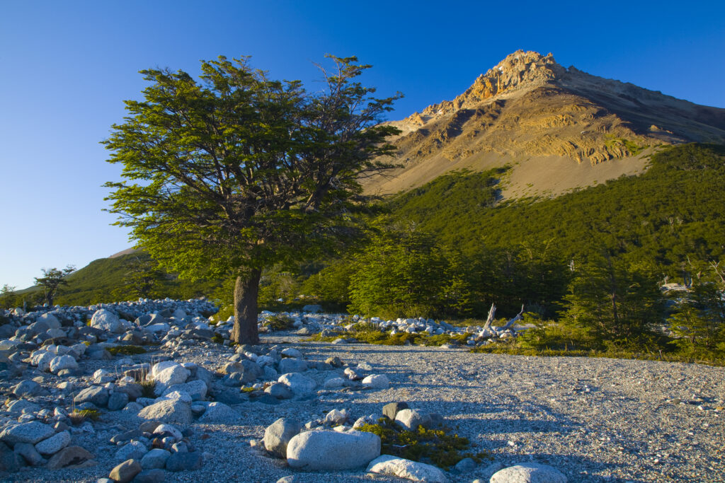 Argentina, Patagonia, Los Glaciares National Park. Early morning scene of a dry riverbed by the Poincenot campsite, below the Fitz Roy range.