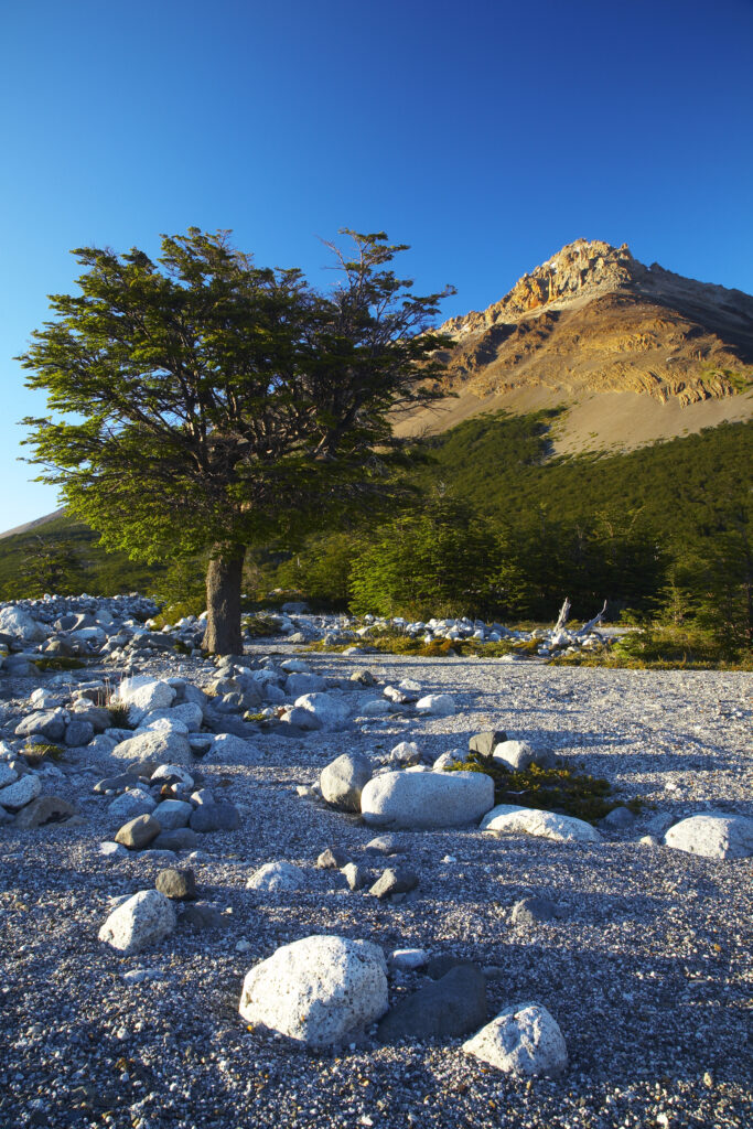 Argentina, Patagonia, Los Glaciares National Park. Early morning scene of a dry riverbed by the Poincenot campsite, below the Fitz Roy range.