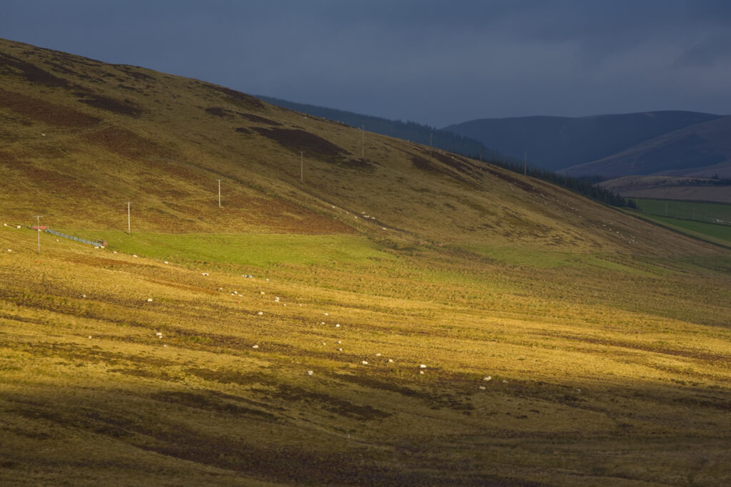 Scotland, Scottish Borders, Fethan Hill. Passing light on the slopes of Fethan Hill.