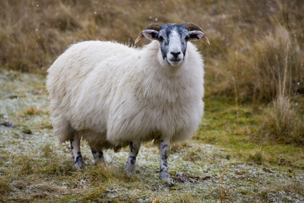 Scotland, Scottish Borders, Sheep near Glentude Hill. A thick coat of wool helps to ensure that grazing sheep can survive the hostile environment of the winter months in the Scottish Borders.