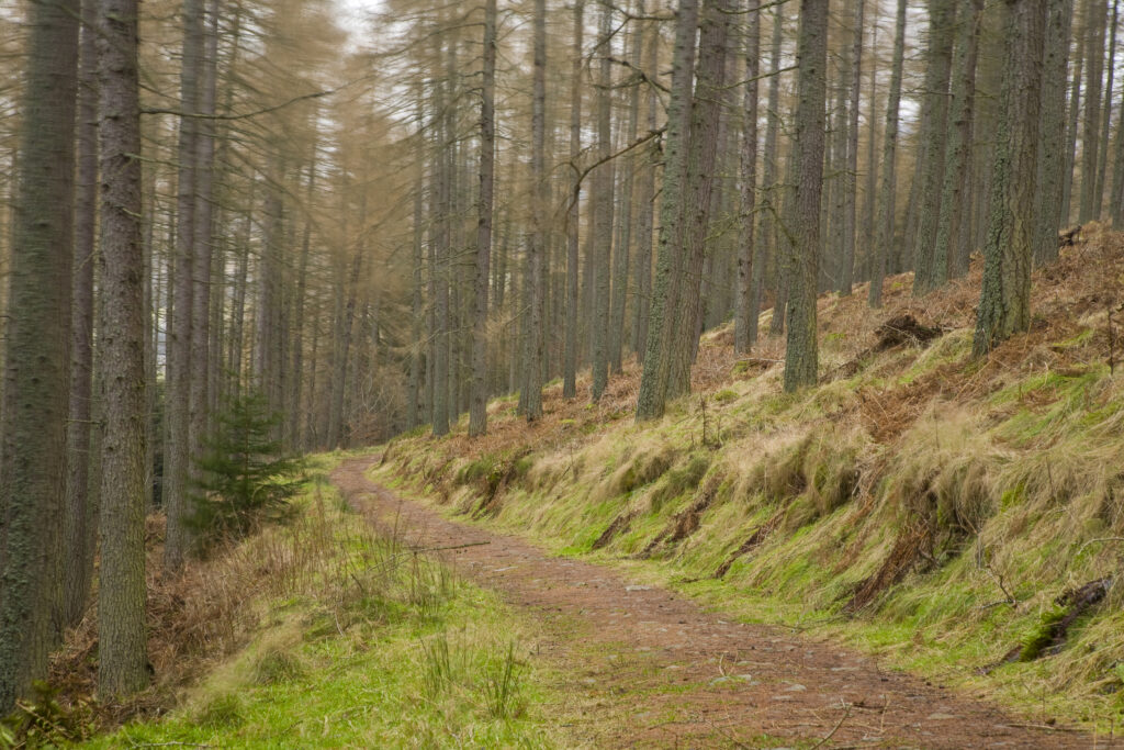 Scotland, Scottish Borders, Cardrona Forest. A forest path running through the Cardrona Forest, a mixed conifer woodland popular with hikers.