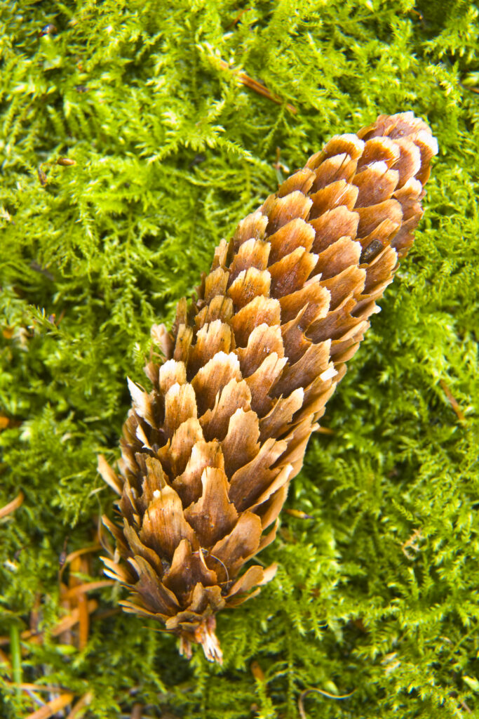 Scotland, Scottish Borders, Cardrona Forest. Detail of a pine cone on a bed of moss.
