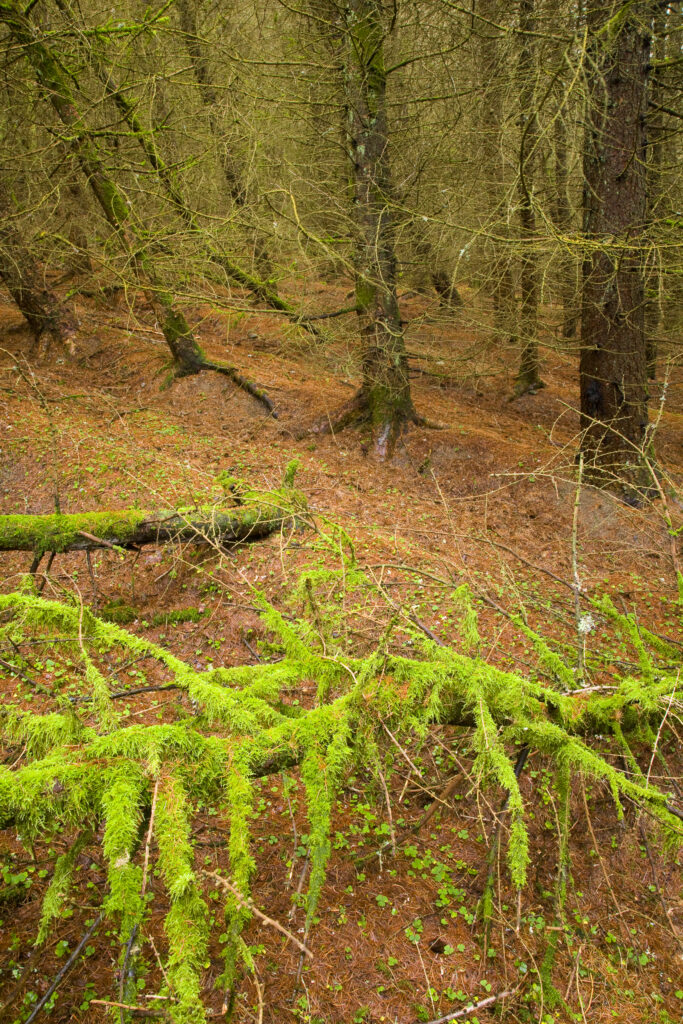 Scotland, Scottish Borders, Wauchope Forest. Wind damaged tree covered in moss on the floor of a forest plantation in Wauchope Forest.