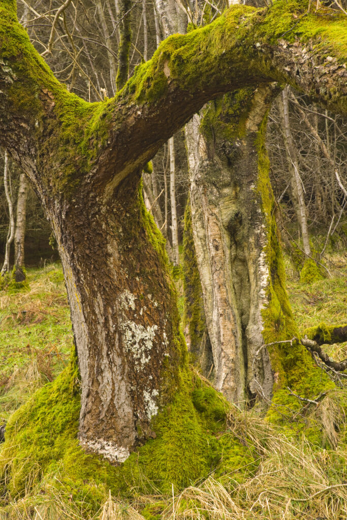 Scotland, Scottish Borders, Cragbank Woods. Deciduous trees found at Cragbank Woods National Nature Reserve. This protected woodland is the largest area of ancient Ash, Elm and Hazel woodland left in the Scottish Borders.