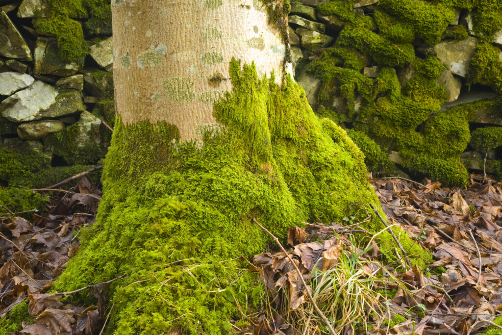 Scotland, Scottish Borders, Wauchope Forest. Moss covered tree and dry stone wall in Wauchope Forest.