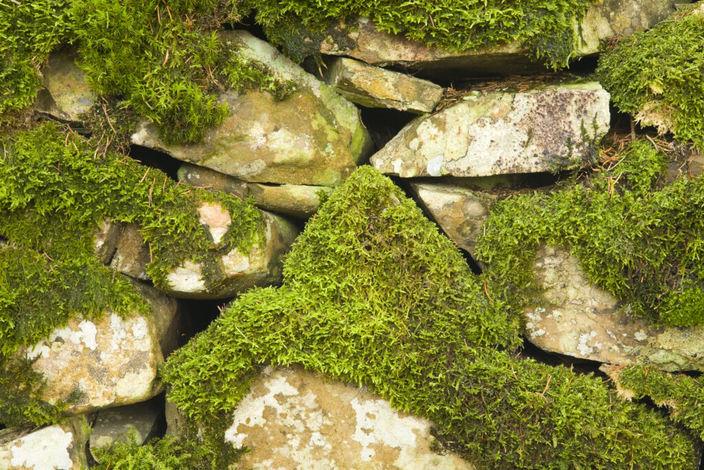 Scotland, Scottish Borders, Wauchope Forest. Example of a traditional dry stone wall in Wauchope Forest.