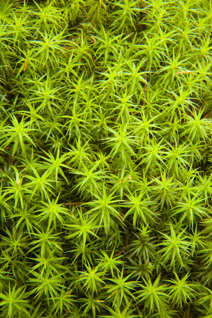 Scotland, Scottish Borders, Wauchope Forest. Close up view of moss. The clean air and damp environment of the Scottish Borders provides a perfect growing environment for such plants.