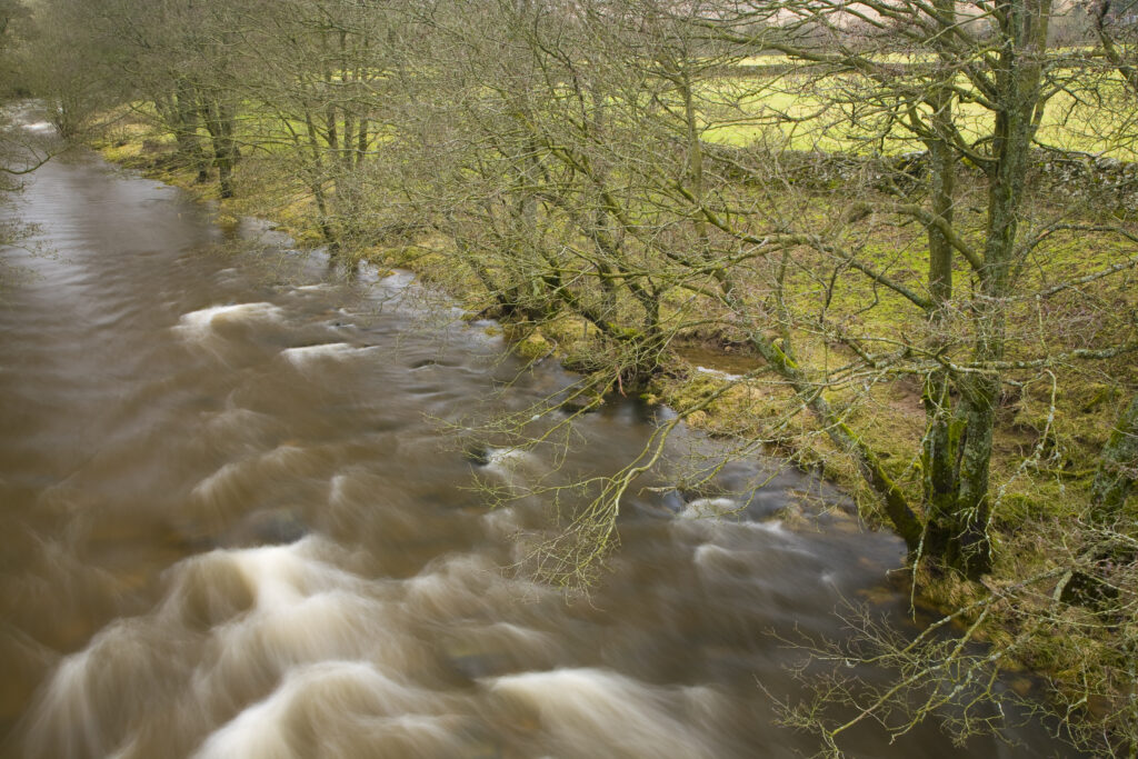 Scotland, Scottish Borders, Hermitage Water. Trees on the banks of the Hermitage Water.