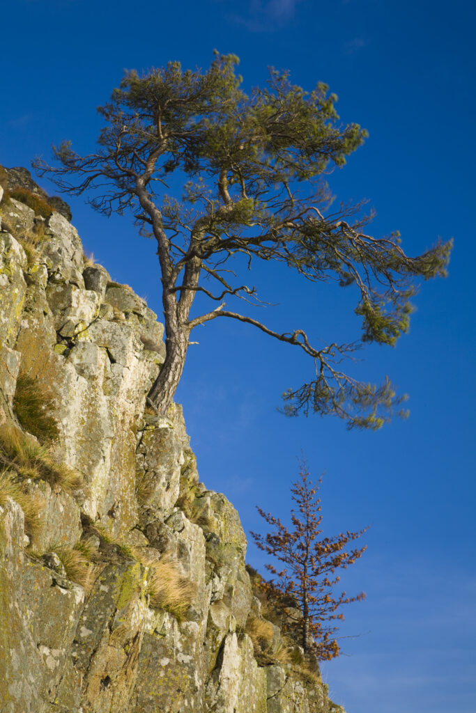Scotland, Scottish Borders, Hareheugh. Lone trees cling for survival on the rocky crags of Hareheugh.