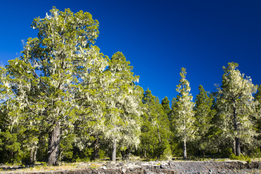 Argentina, The Lake District, Parque Nacional Lanin. Grandfathers Beard (Spanish Moss) growing on a group of trees in the Lanin National Park.
