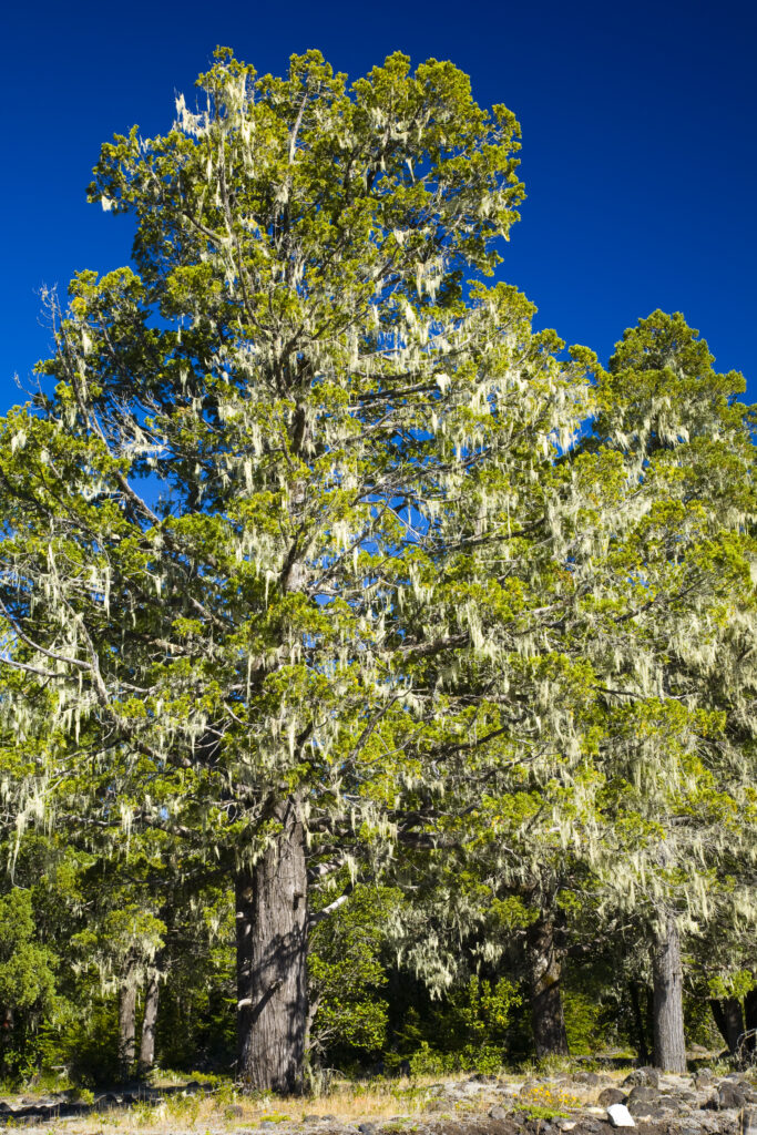 Argentina, The Lake District, Parque Nacional Lanin. Grandfathers Beard (Spanish Moss) growing on a group of trees in the Lanin National Park.