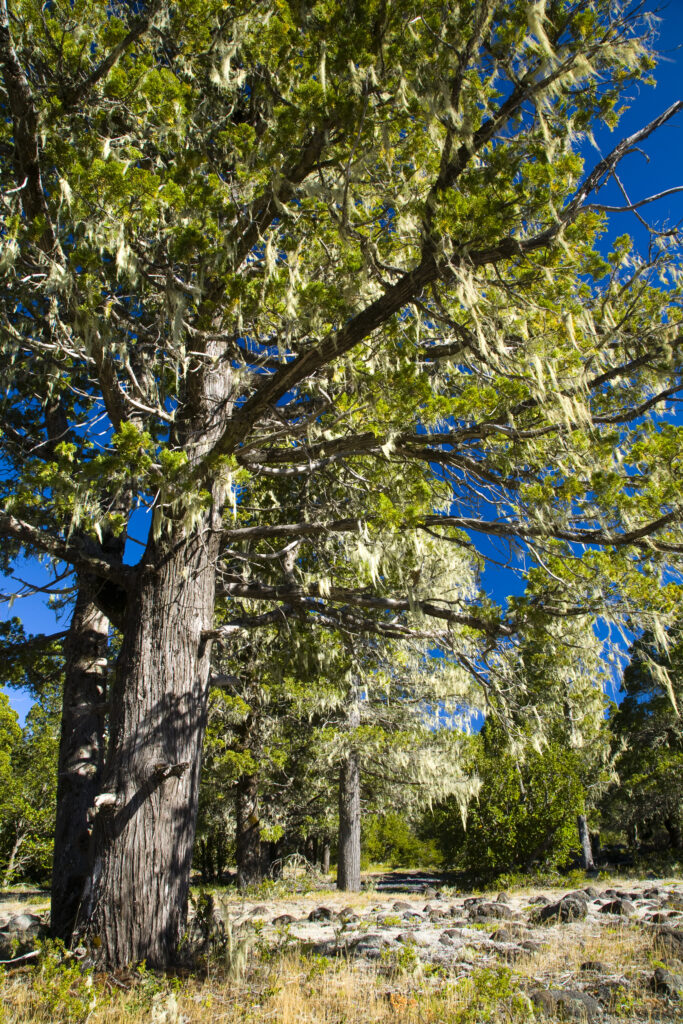 Argentina, The Lake District, Parque Nacional Lanin. Grandfathers Beard (Spanish Moss) growing on a group of trees in the Lanin National Park.