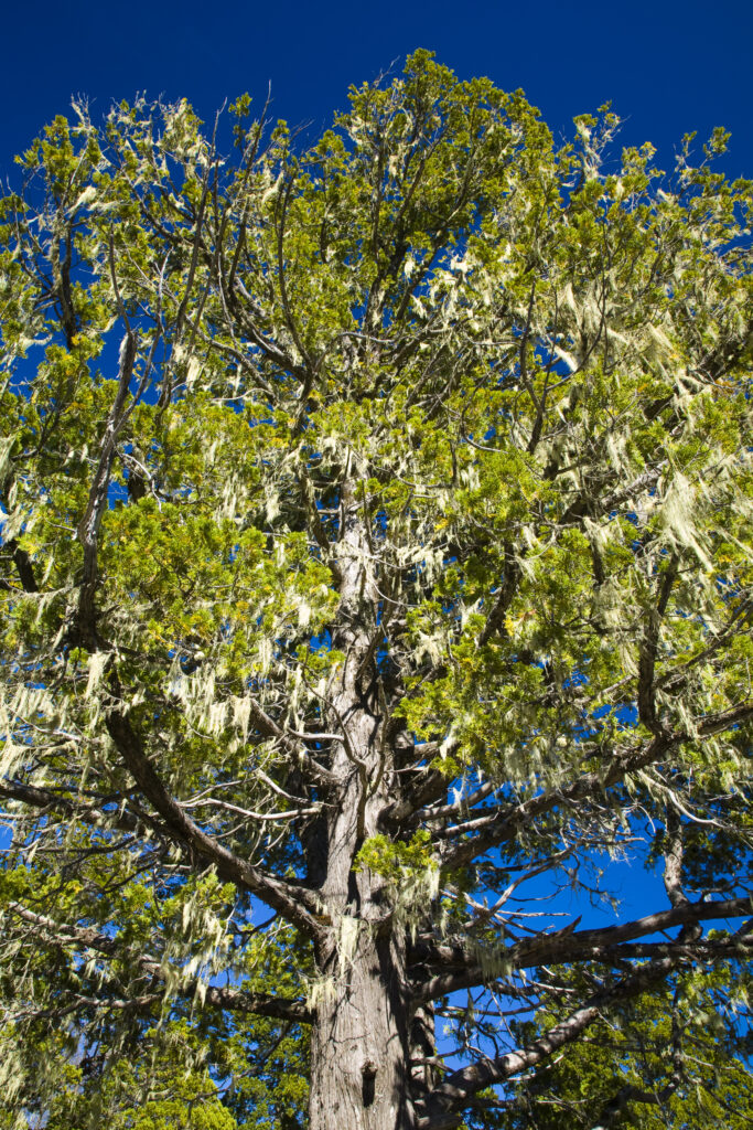 Argentina, The Lake District, Parque Nacional Lanin. Grandfathers Beard (Spanish Moss) growing on a group of trees in the Lanin National Park.