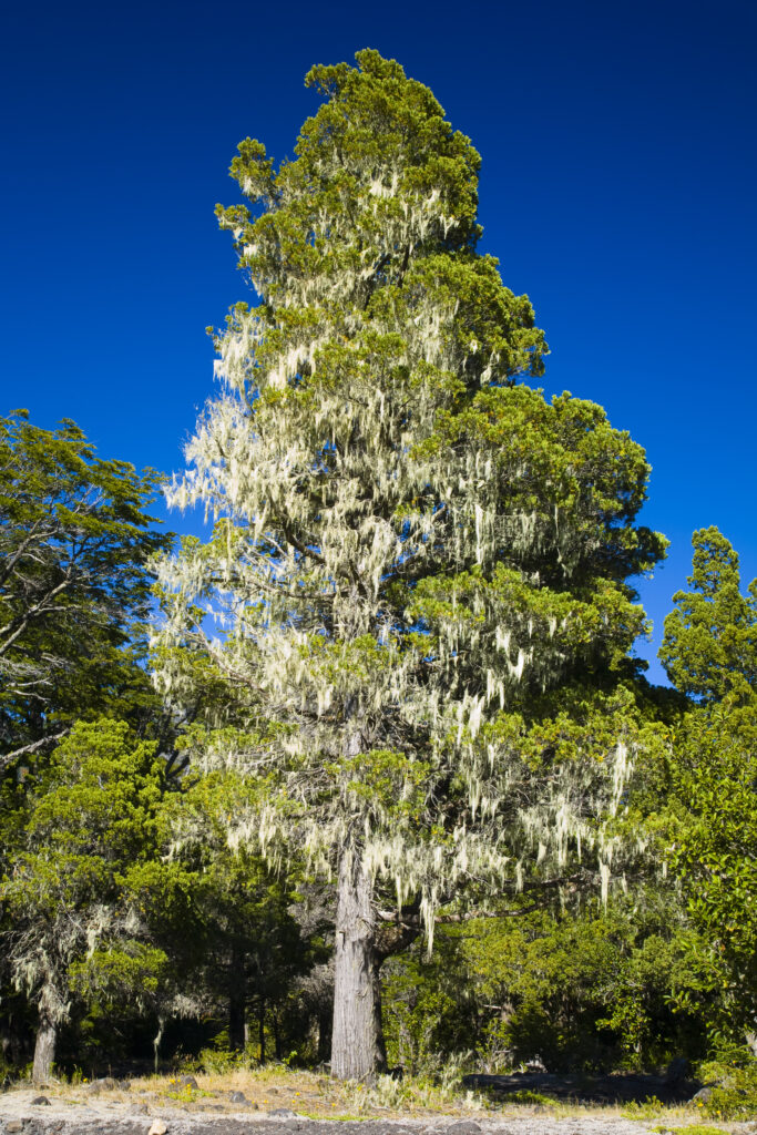 Argentina, The Lake District, Parque Nacional Lanin. Grandfathers Beard (Spanish Moss) growing on a group of trees in the Lanin National Park.