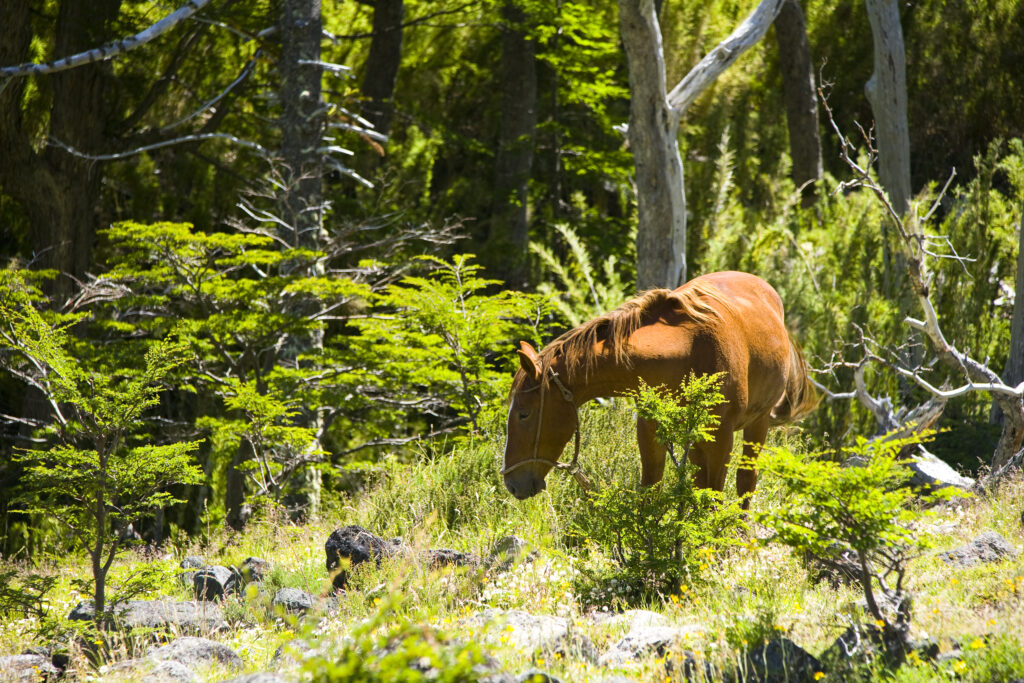 Argentina, The Lake District, Parque Nacional Lanin. Horse grazing in a field near woodland in the Lanin National Park.