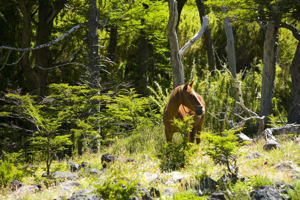 Argentina, The Lake District, Parque Nacional Lanin. Horse grazing in a field near woodland in the Lanin National Park.