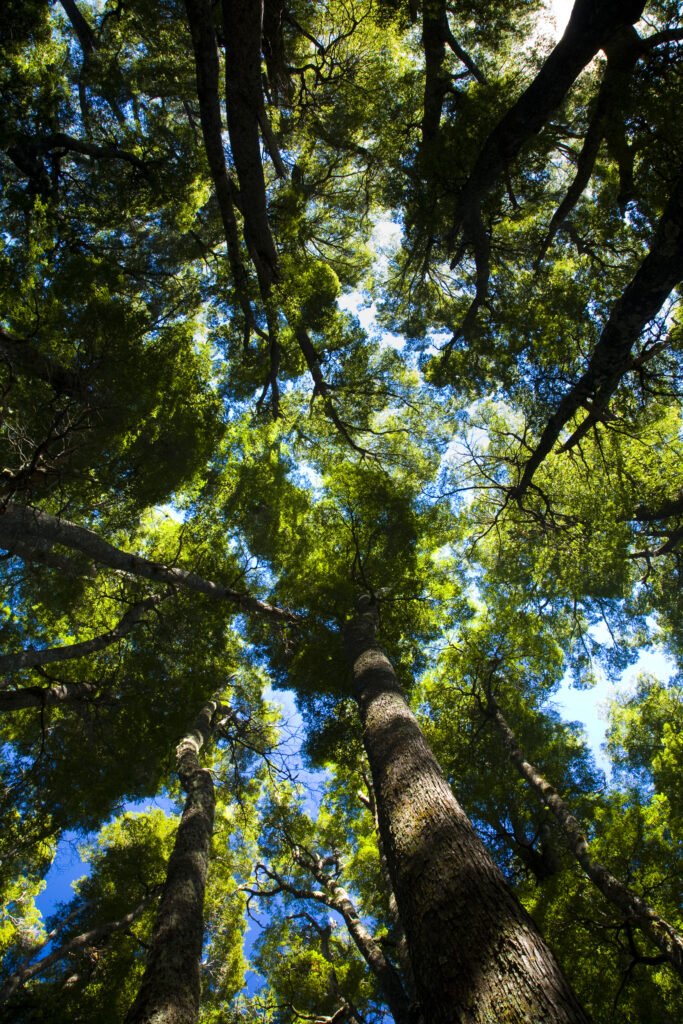 Argentina, The Lake District, Parque Nacional Lanin. Dense forested canopy in typical woodland of the National Park.