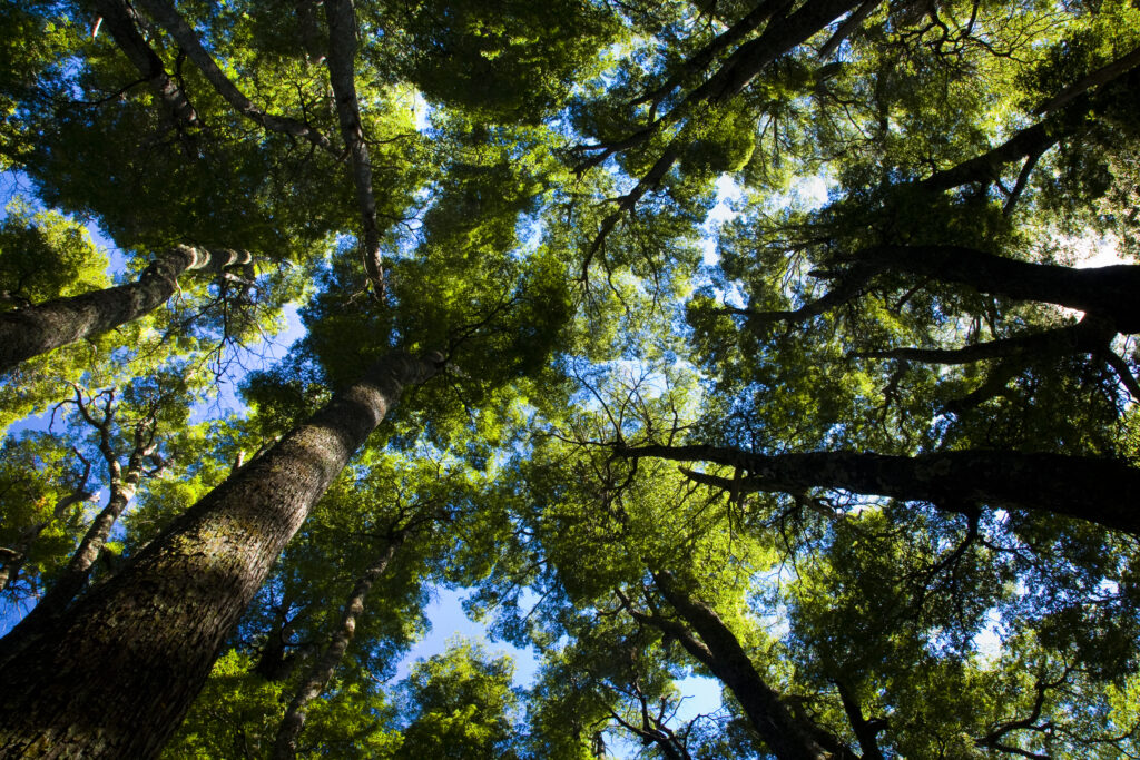 Argentina, The Lake District, Parque Nacional Lanin. Dense forested canopy in typical woodland of the National Park.