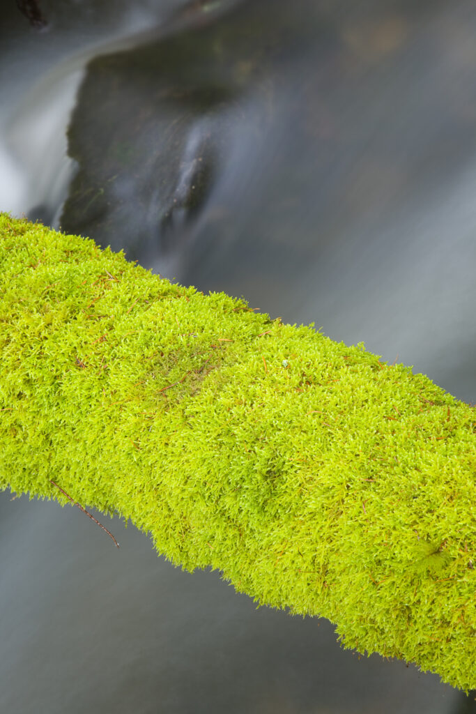 Scotland, Scottish Borders. Moss covered tree branch, stretching across a small burn.