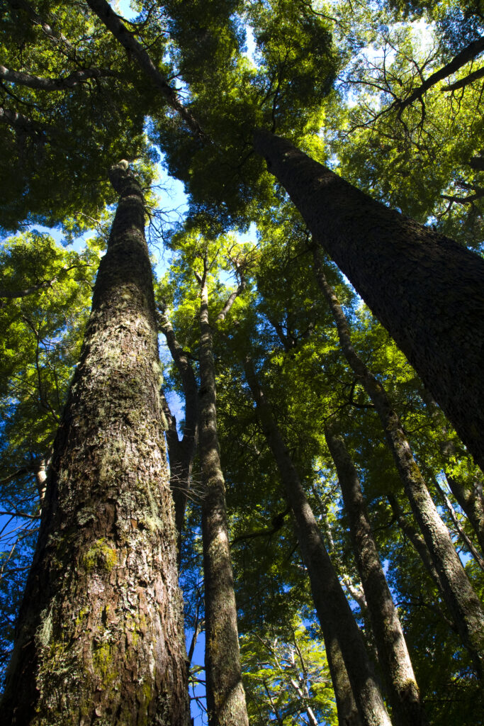 Argentina, The Lake District, Parque Nacional Lanin. Dense forested canopy in typical woodland of the National Park.