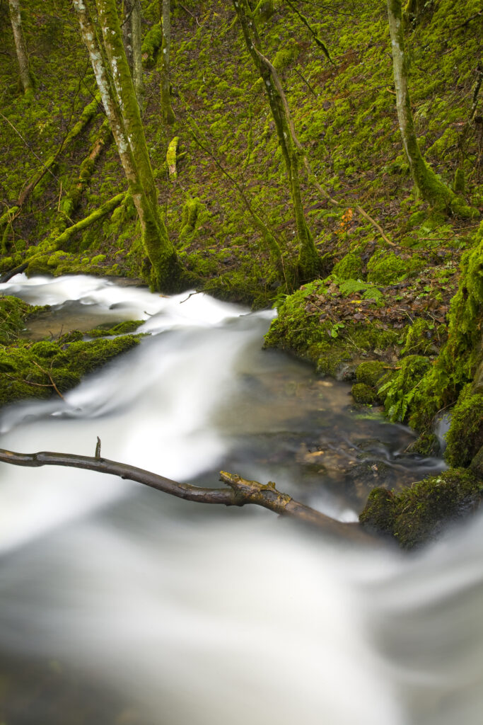 Scotland, Scottish Borders. Fast flowing stream shortly before it joins Borthwick Water near Roberton.