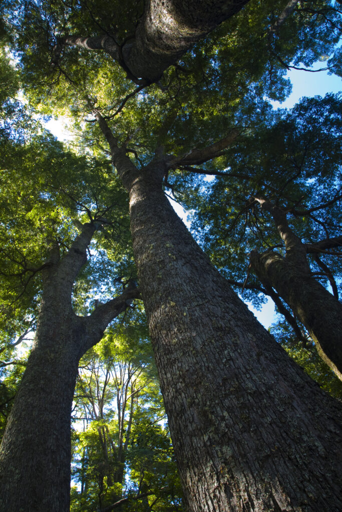 Argentina, The Lake District, Parque Nacional Lanin. Dense forested canopy in typical woodland of the National Park.