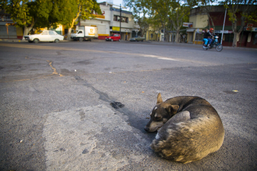 Argentina, Mendoza, Malargue. Stray dog sleeping in the bus station of Malargue.